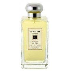 Verbenas Of Provence