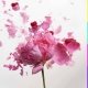 L'Extase Rose 4