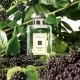 Blackberry & Bay 2
